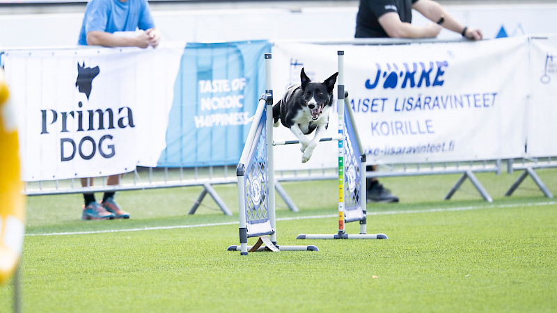 Kuva: Jukka Pätynen/koirakuvat.fi